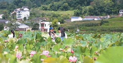 贵州黄平县学坝村：荷花飘香人气旺